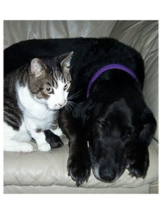 tabby cat and labrador dog