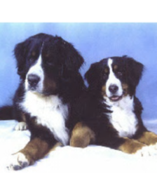 two bernese mt dogs