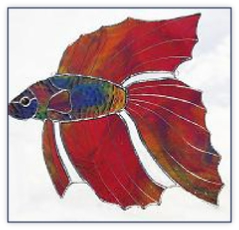 red beta fish