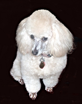 Poodle pet portrait 