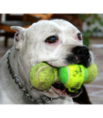 pit bull with balls