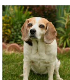 beagle dog - annabelle